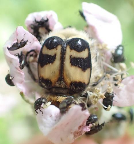 Trichius sp.